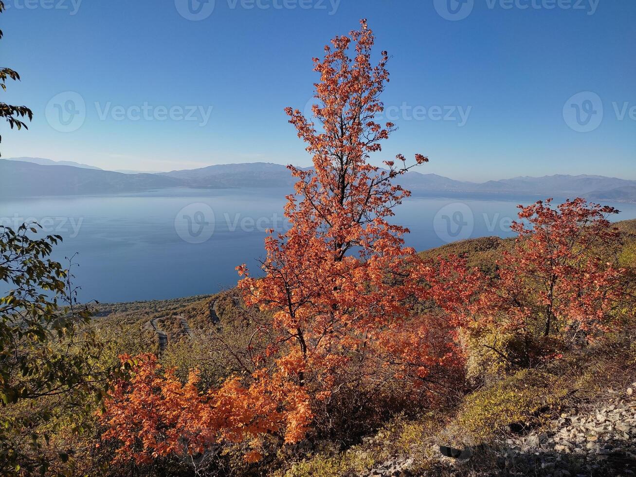 View of Ohrid Lake over vivid colorful trees, in a sunny autumn day, from Galicica mountain, Macedonia photo