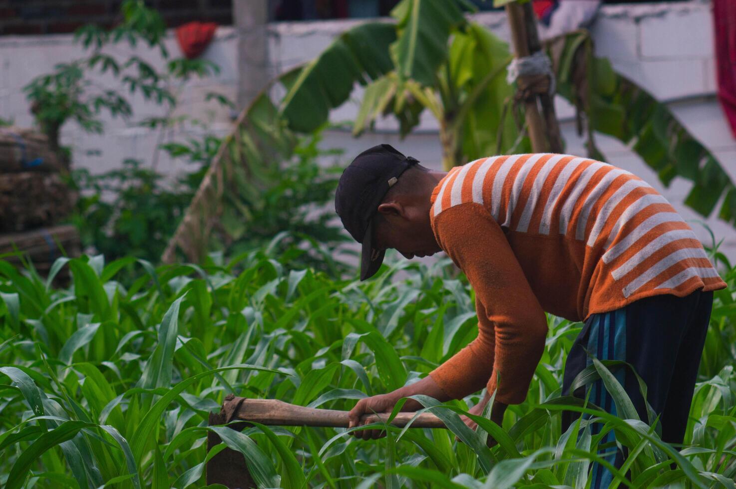Gresik, Indonesia, January 20 2024 - a farmer hoeing in the garden photo