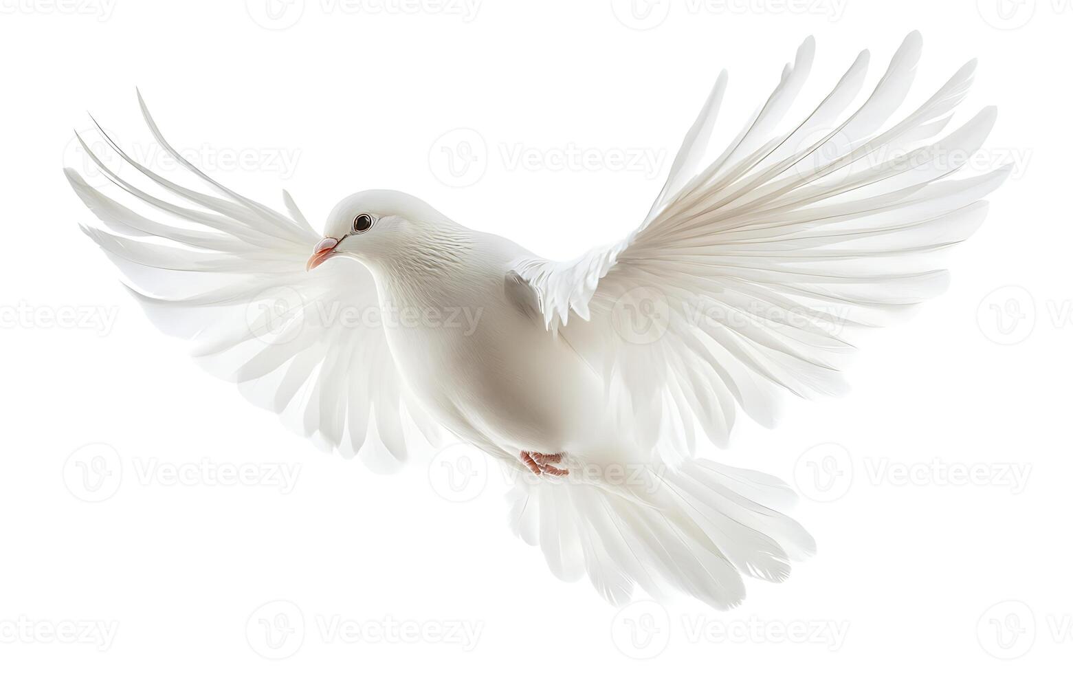 White dove in flight with wings spread wide. photo