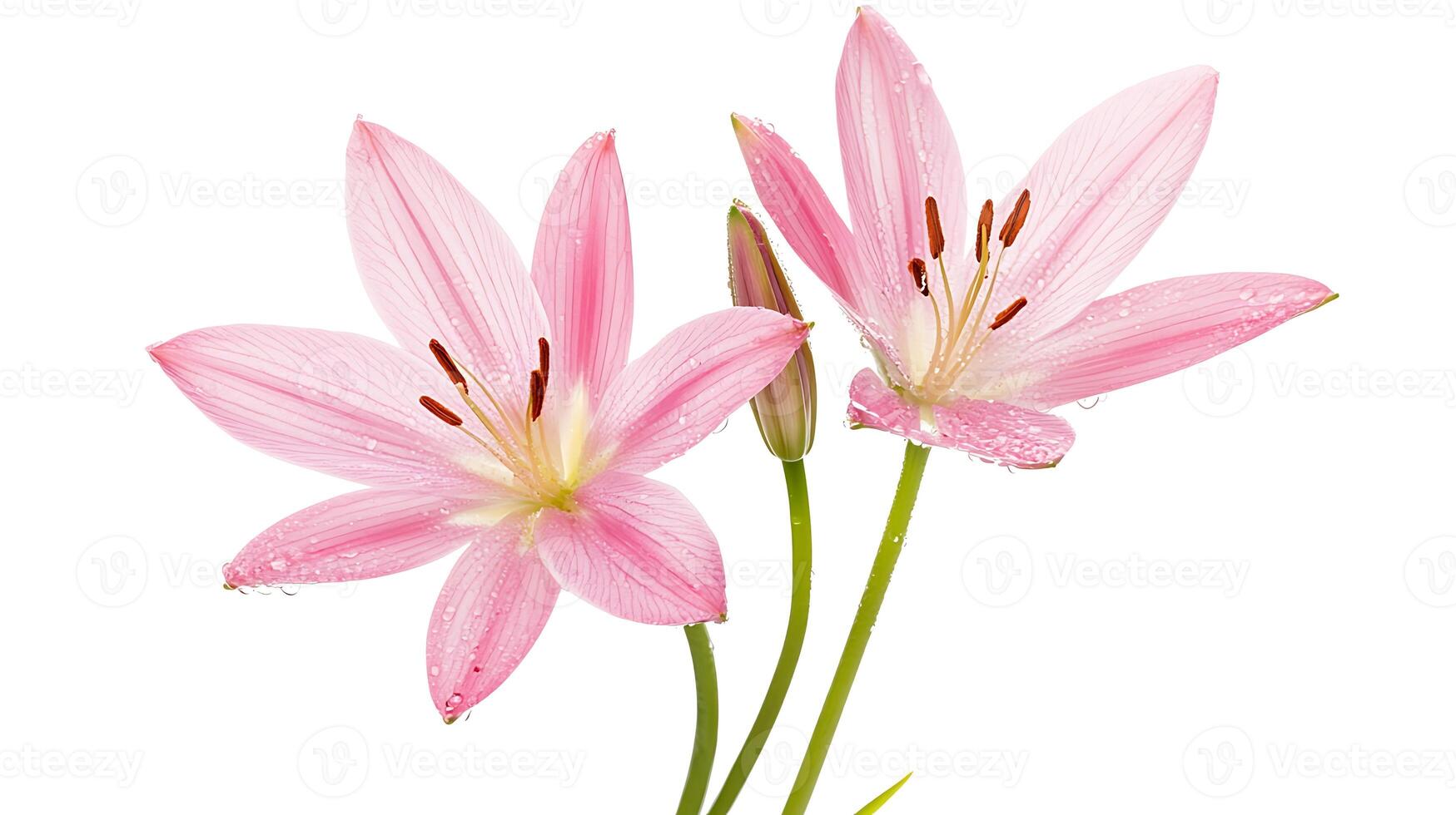 Two pink lilies with water drops on petals, isolated on white background. photo
