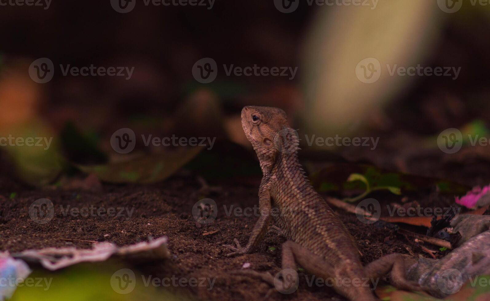 chameleons or wild calotes. Invasive animals that live and thrive in Indonesia. photo