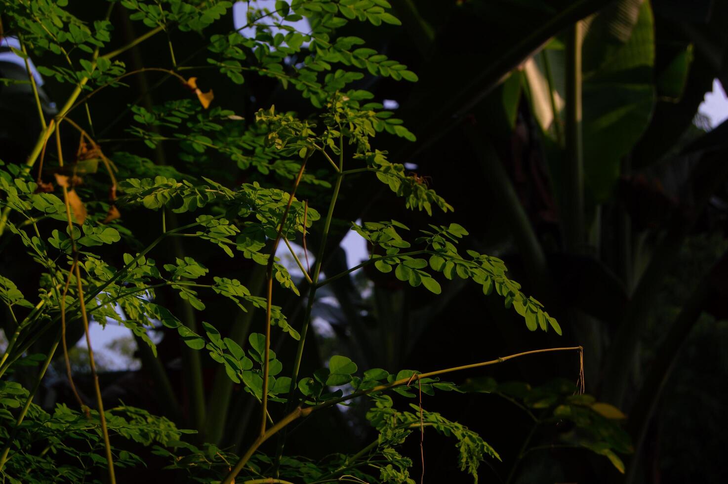 shot on Moringa leaves on the tree photo