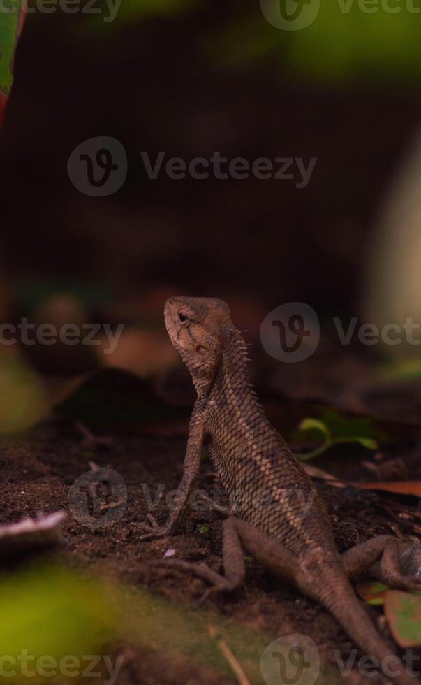 chameleons or wild calotes. Invasive animals that live and thrive in Indonesia. photo