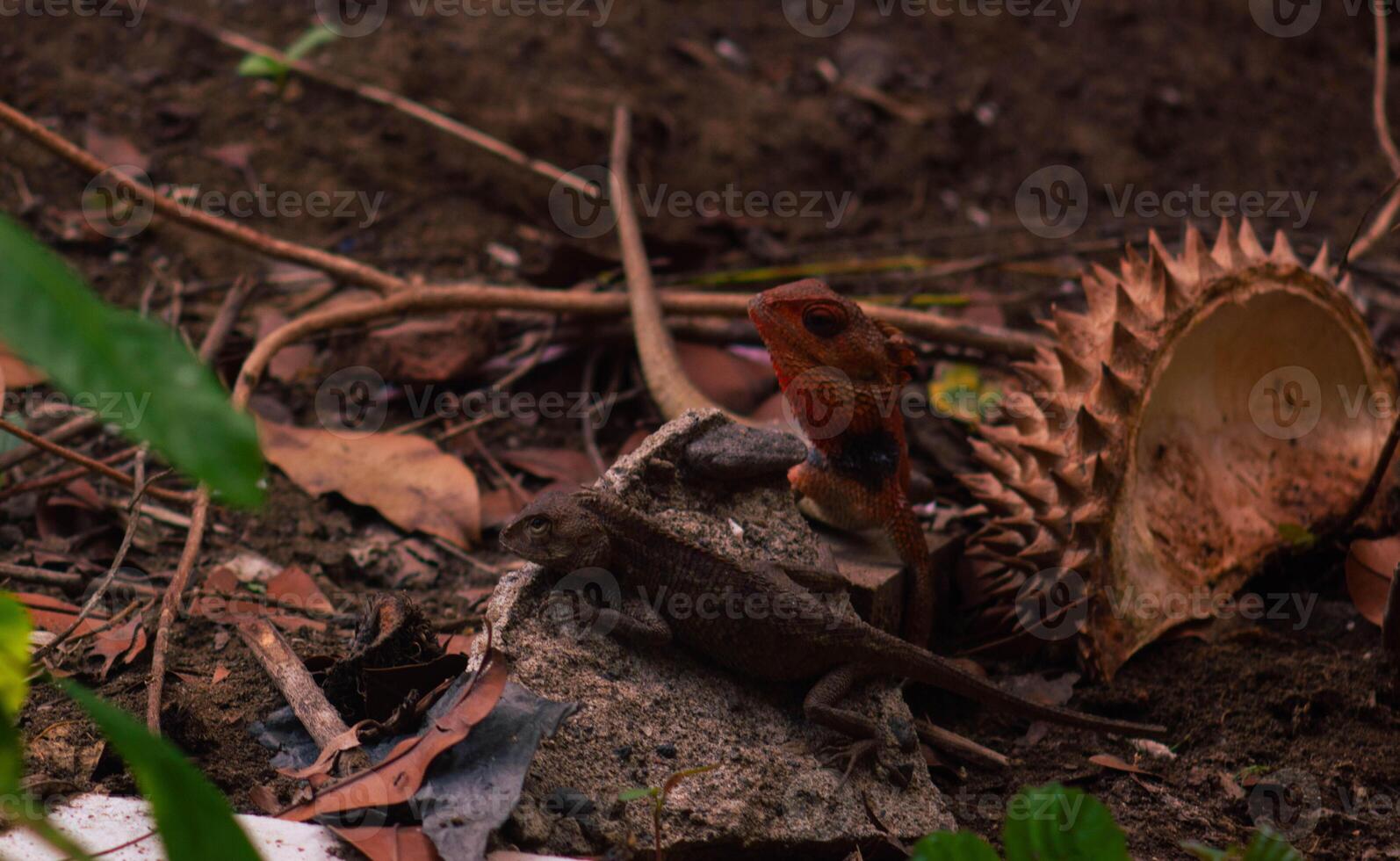 chameleons or wild calotes. Invasive animals that live and thrive in Indonesia. photo