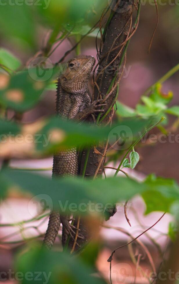 chameleons or wild calotes. Invasive animals that live and thrive in Indonesia. photo