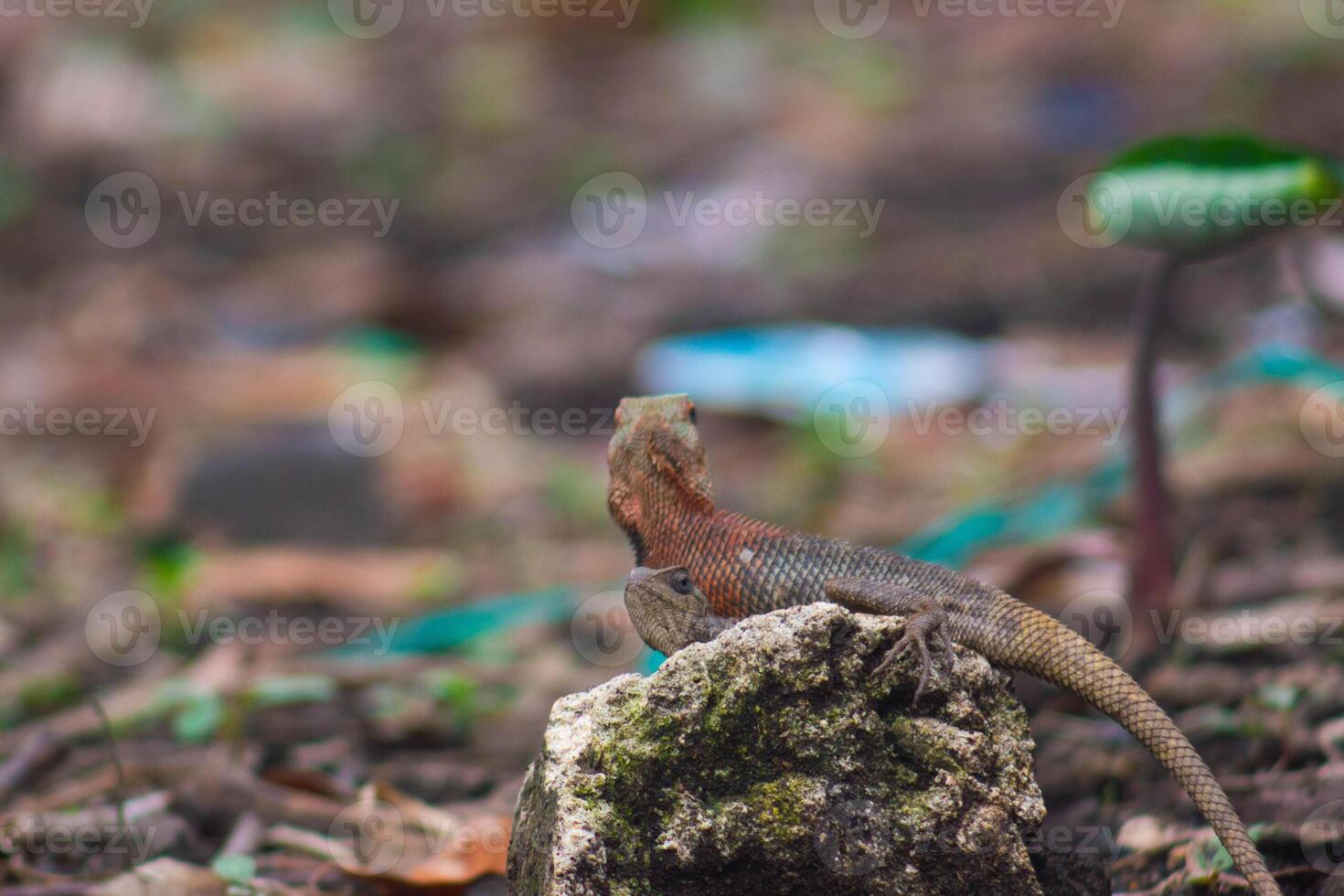 chameleons or wild calotes. Invasive animals that live and thrive in Indonesia. photo