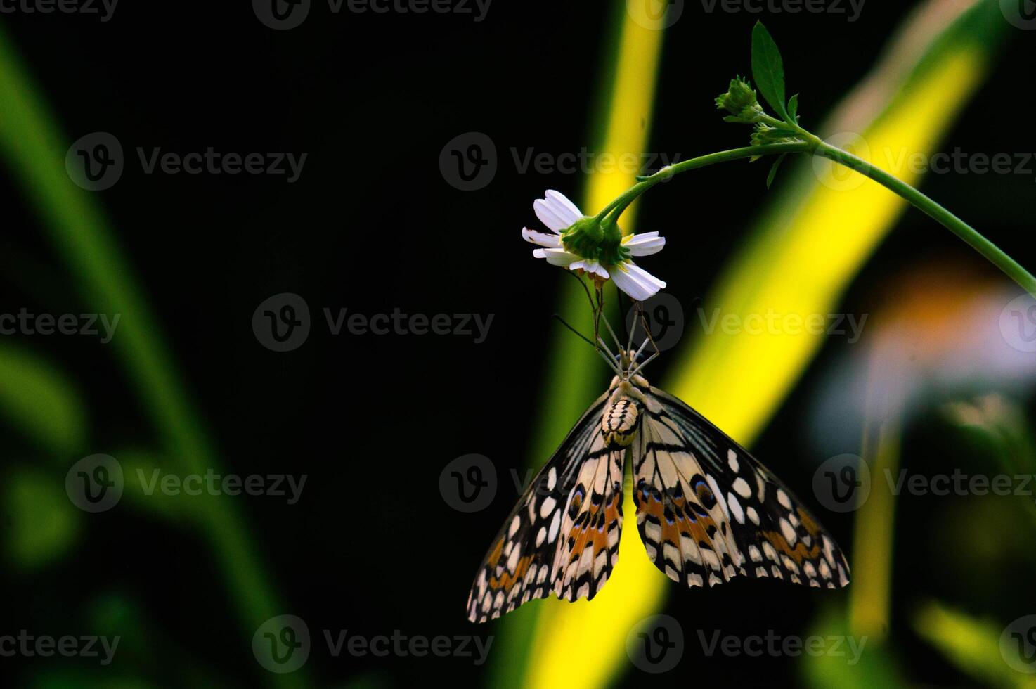 A black butterfly with the scientific name Hypolimnas bolina perched on a flower photo