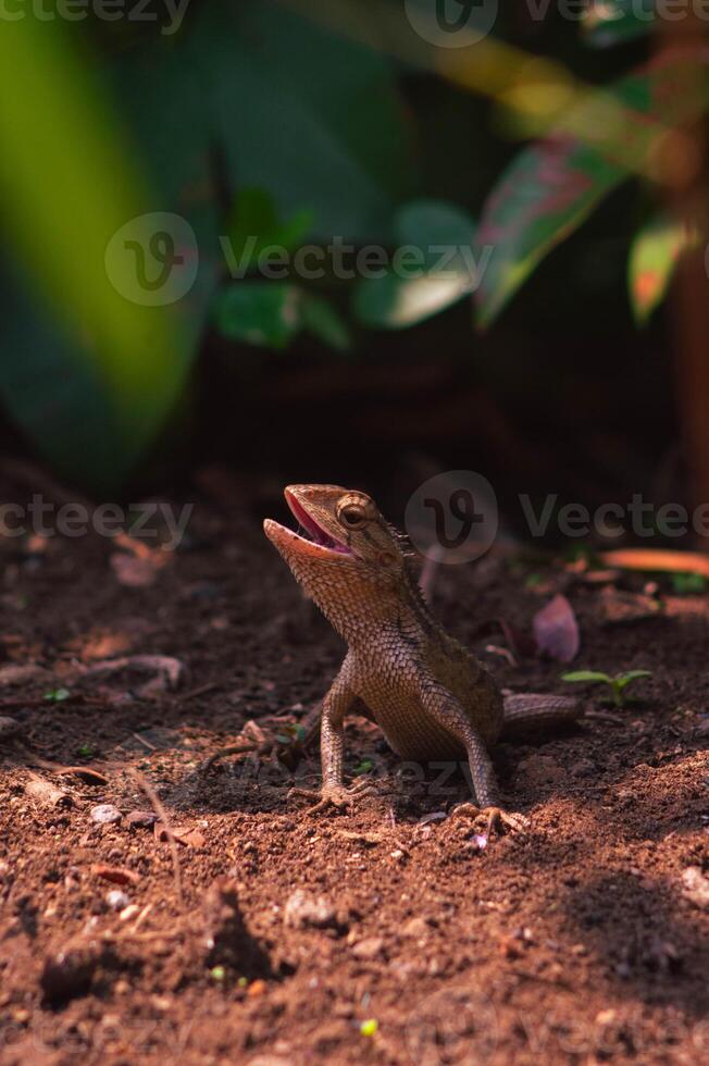 chameleons or wild calotes. Invasive animals that live and thrive in Indonesia. photo