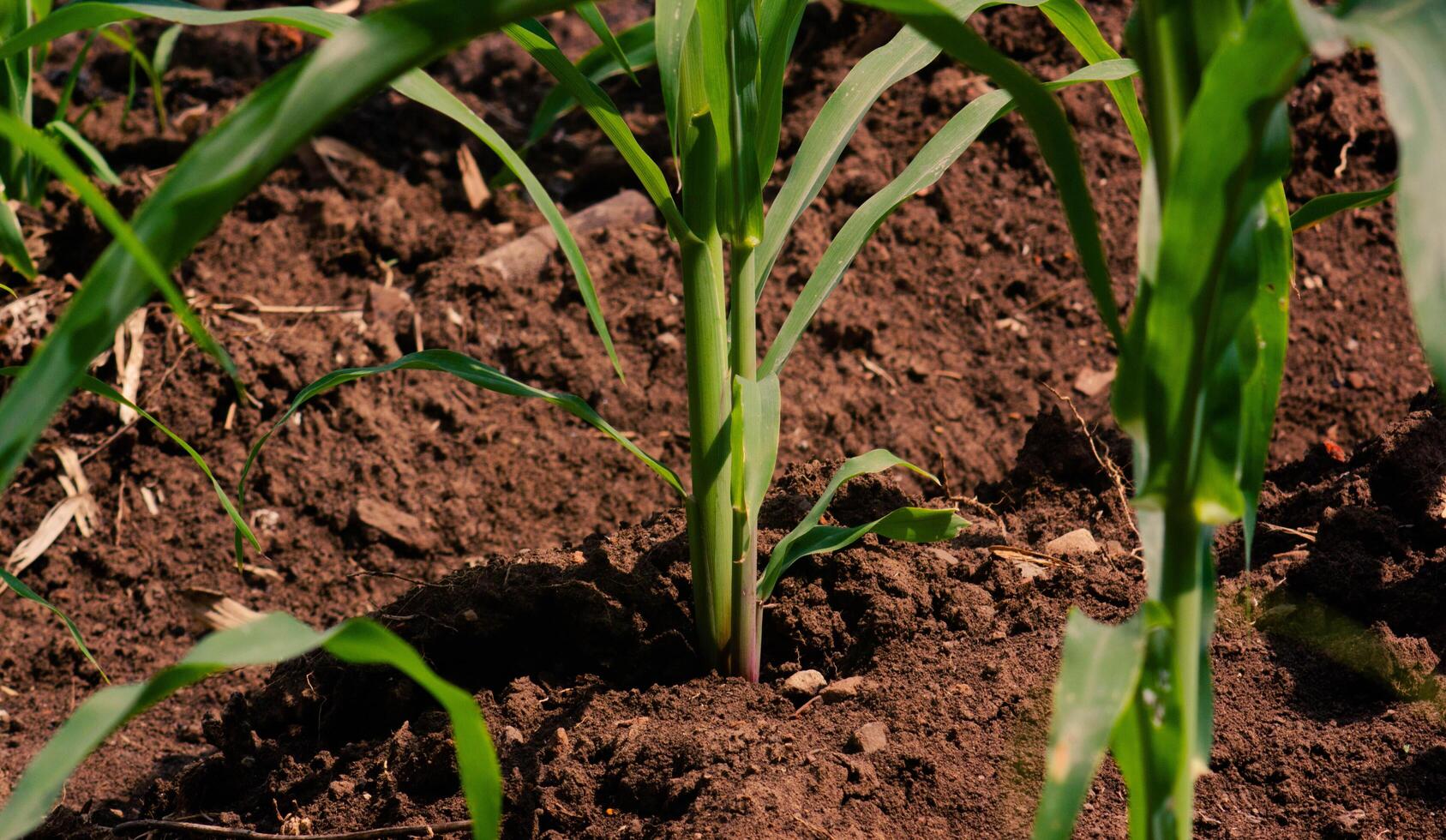 view of young corn plants in the garden in the morning photo
