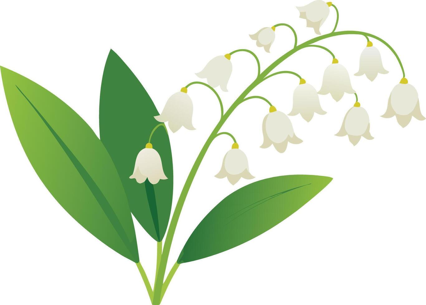 illustration of a lily of the valley plant with white bell-shaped flowers and green leaves vector