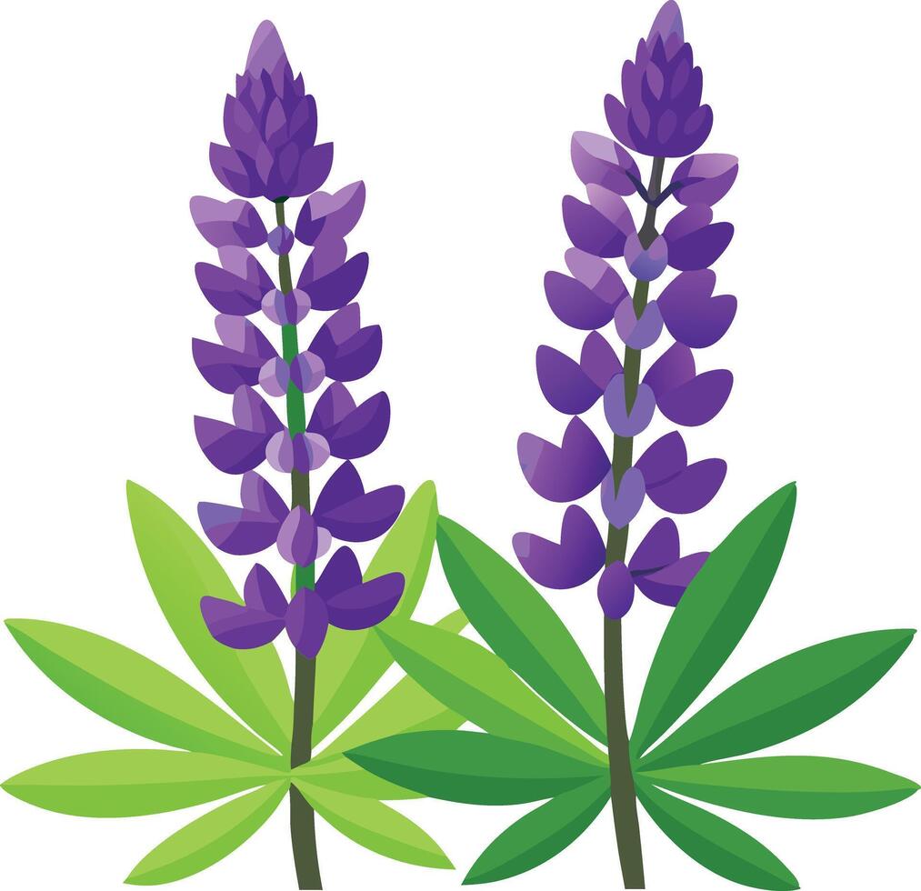 Purple lupine flowers with green leaves vector