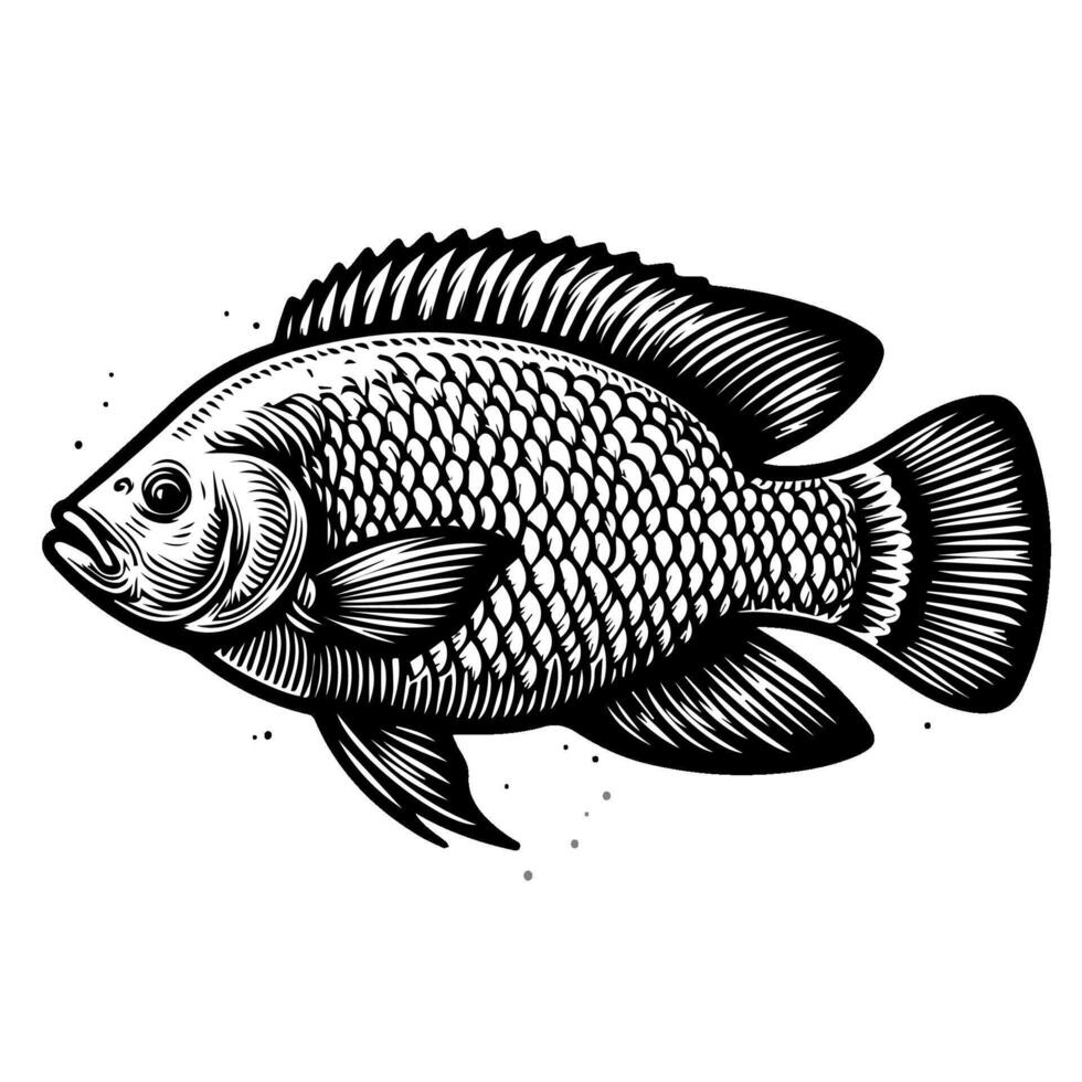 Tilapia Hand drawn Illustration, Tilapia Fish Sketch clip art vector