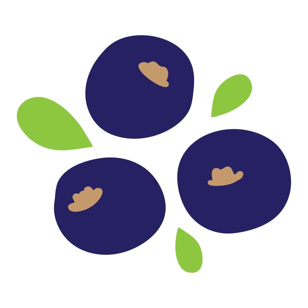 Blackcurrant. Food design. Hand drawn illustration on white background. vector