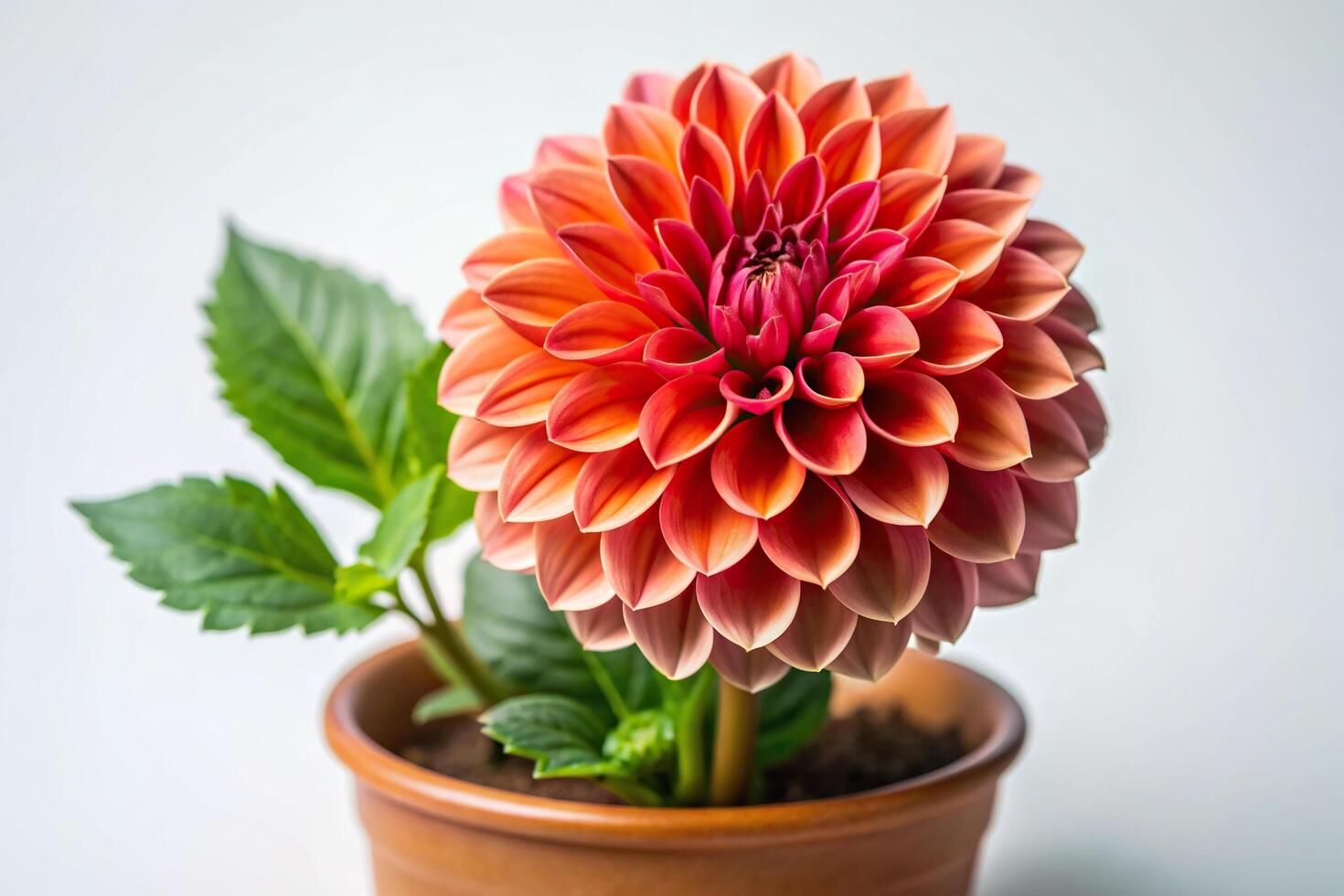A flower in a pot with a leaf on top photo