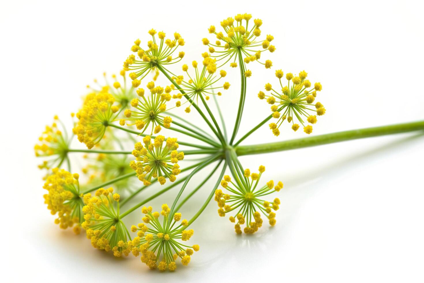detailed, herb, garnish, background, vitality, close-up, ingredient, culinary, A close up detailed photo of a blossoming branch of fennel standing out against a crisp white background