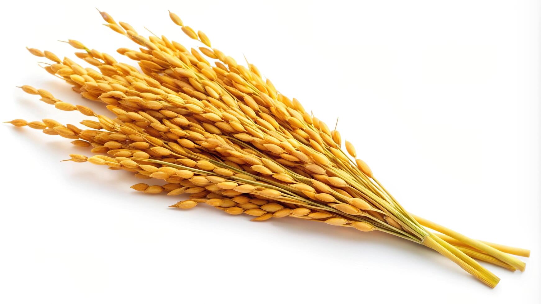food, agriculture, spike, fisheye, white, rice, grain, natural, organic, crop, background, nutritious, harvest, single, closeup, Golden Glory A Single Rice Spike Isolated on White Fisheye photo