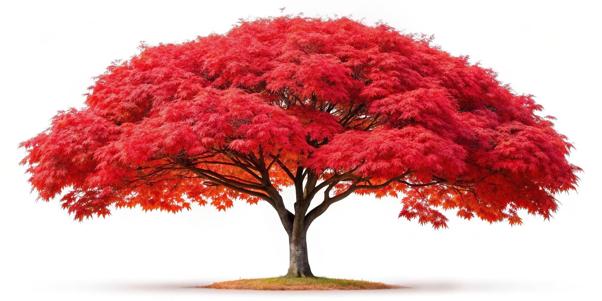 Japanese maple tree with vibrant red foliage in full bloom during the fall season isolated on a white background with a clipping path, tree, picturesque, tranquil, beauty, nature, seasonal photo