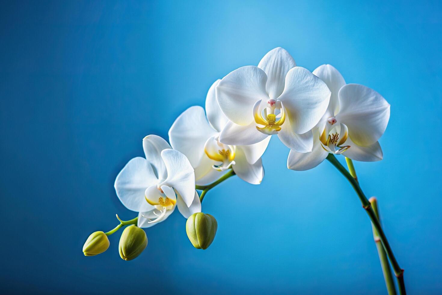 plant, delicate, peaceful, wide-angle, vibrant, beauty, botanical, A vibrant white orchid in full bloom stands out against a mesmerizing blue background in this wide angle stock photo