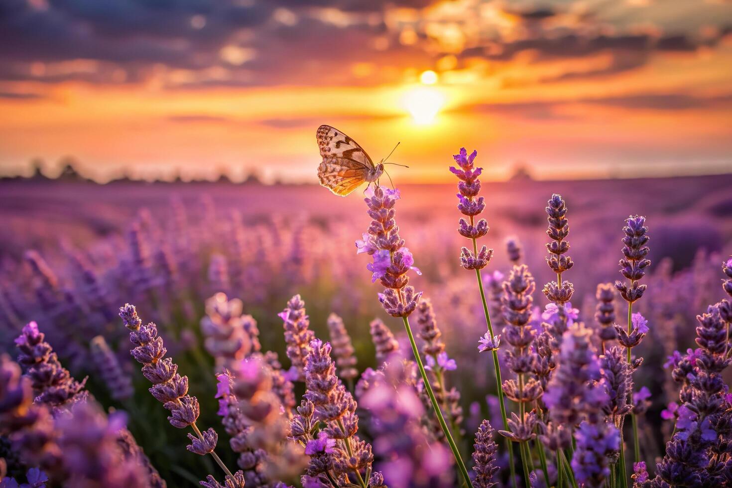Wide field of lavender with a single butterfly in extreme close up against a panoramic summer sunset background, lavender, sunset, garden, harmony, idyllic, extreme close-up, vibrant photo