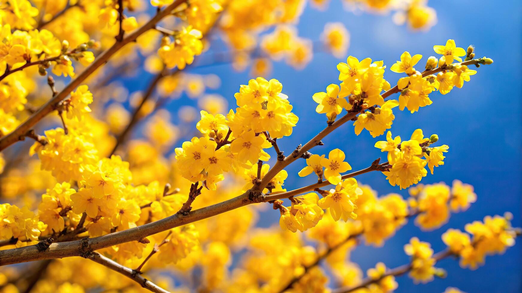 macro, blossoming, Yellow blossom tree against a vibrant blue sky Macro photograph showcasing a close up of a branch full of spring blossoms symbolizing new beginnings growth and beauty photo