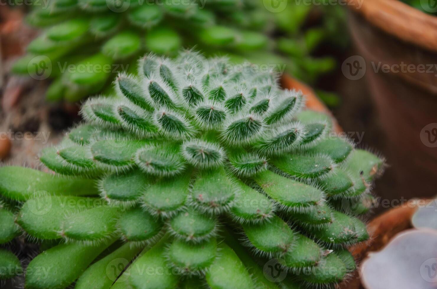 , Echeveria setosa, Crassulaceae is a fleshy succulent plant with fluffy leaves. High quality photo