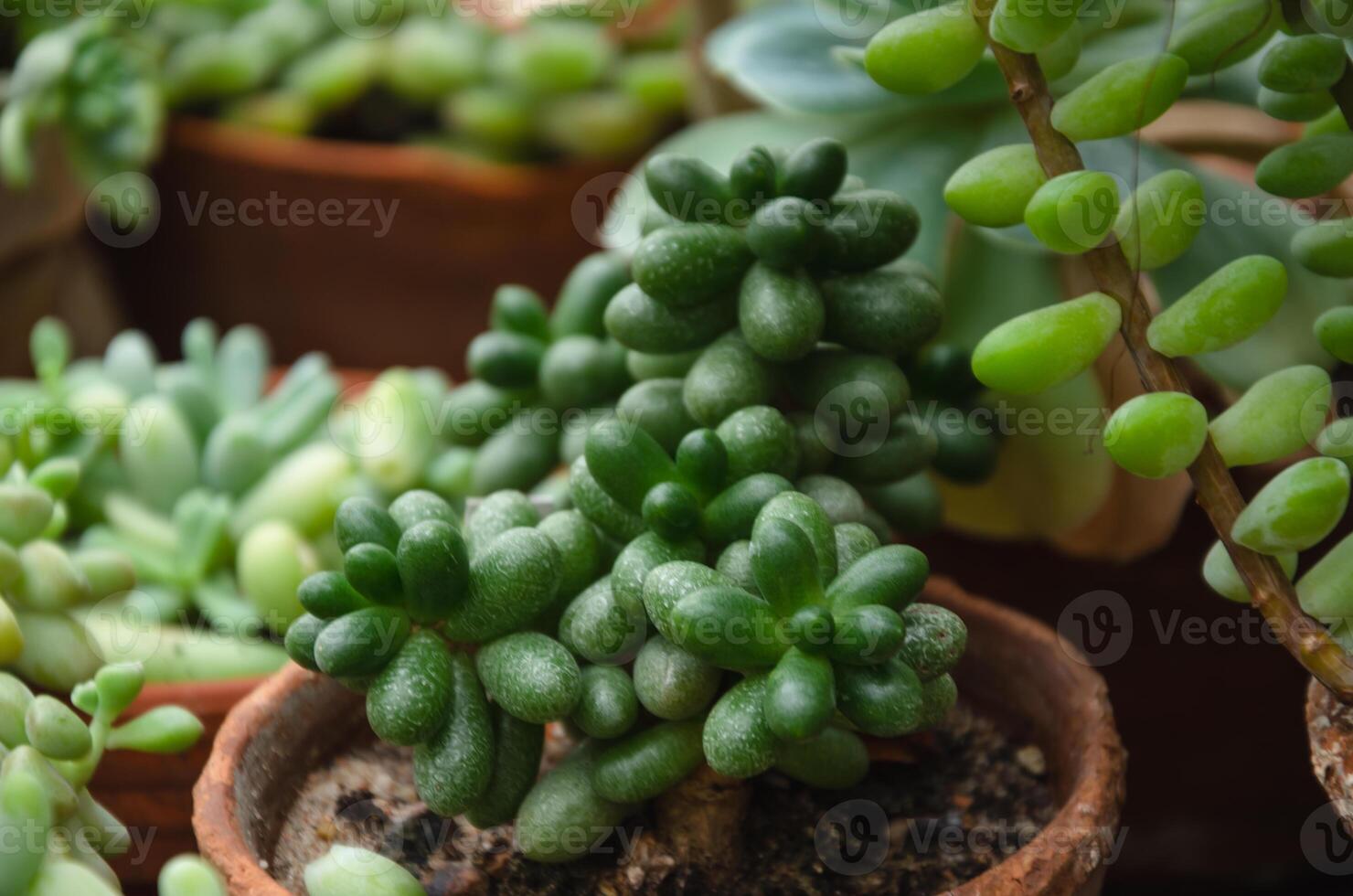 potted succulents, ornamental plants of the botanical garden. High quality photo