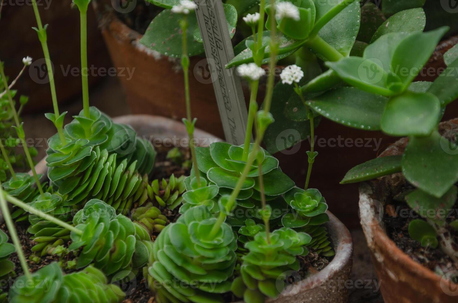 potted succulents, ornamental plants of the botanical garden. High quality photo