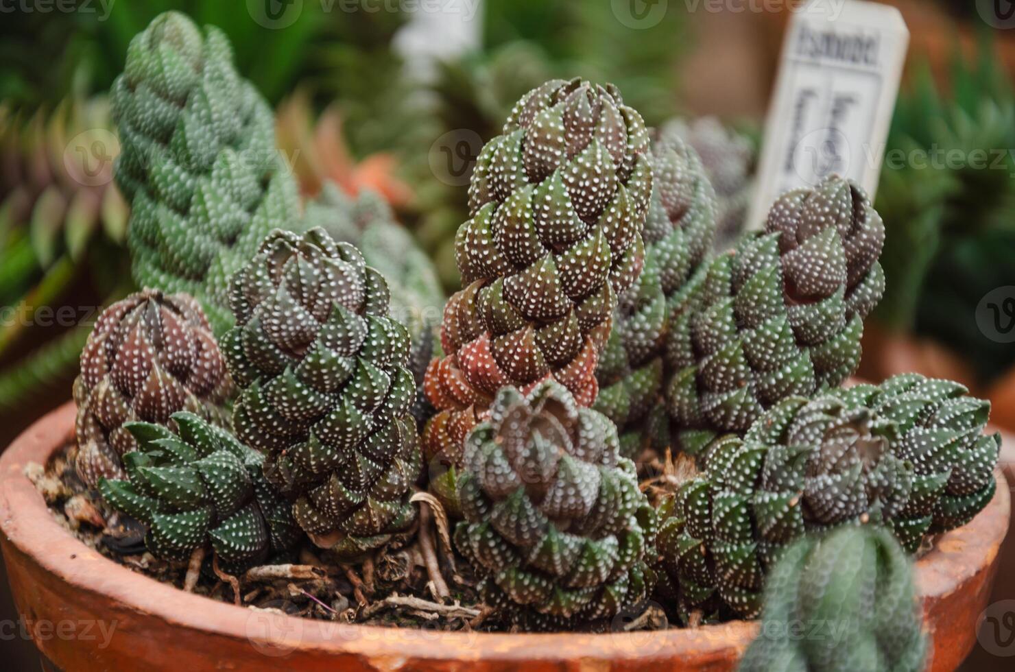 potted succulents, ornamental plants of the botanical garden. High quality photo