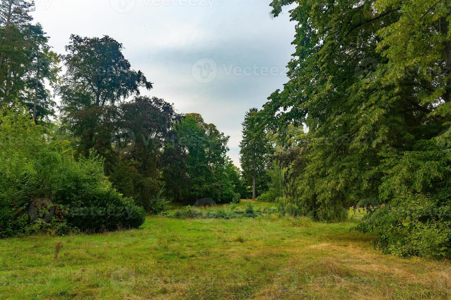 large open field with trees in the background photo