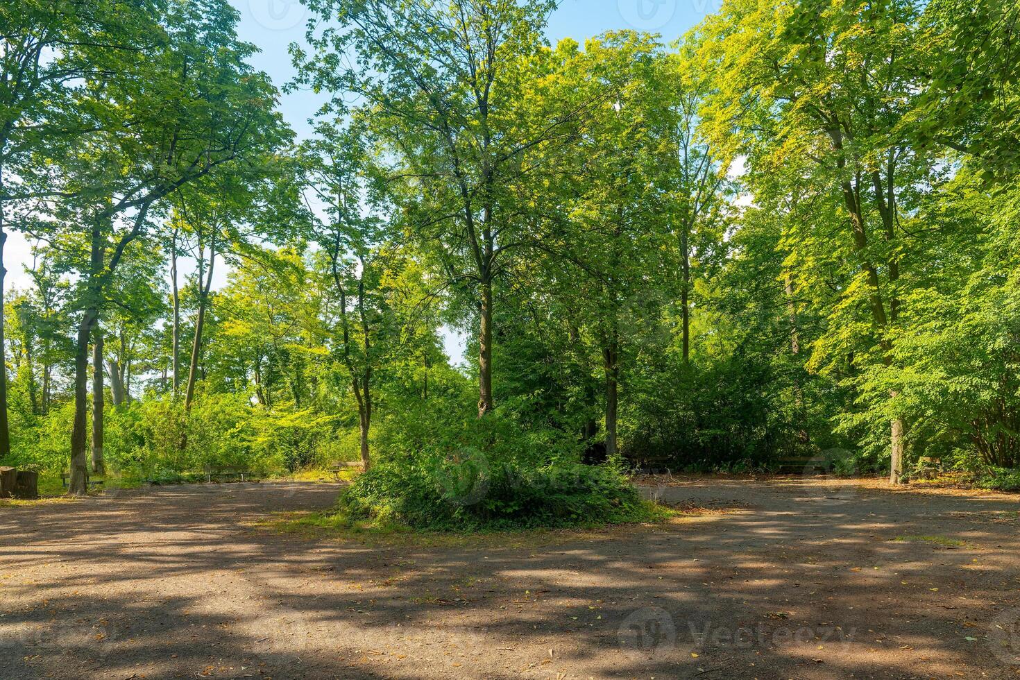 forest with a clearing in the middle photo