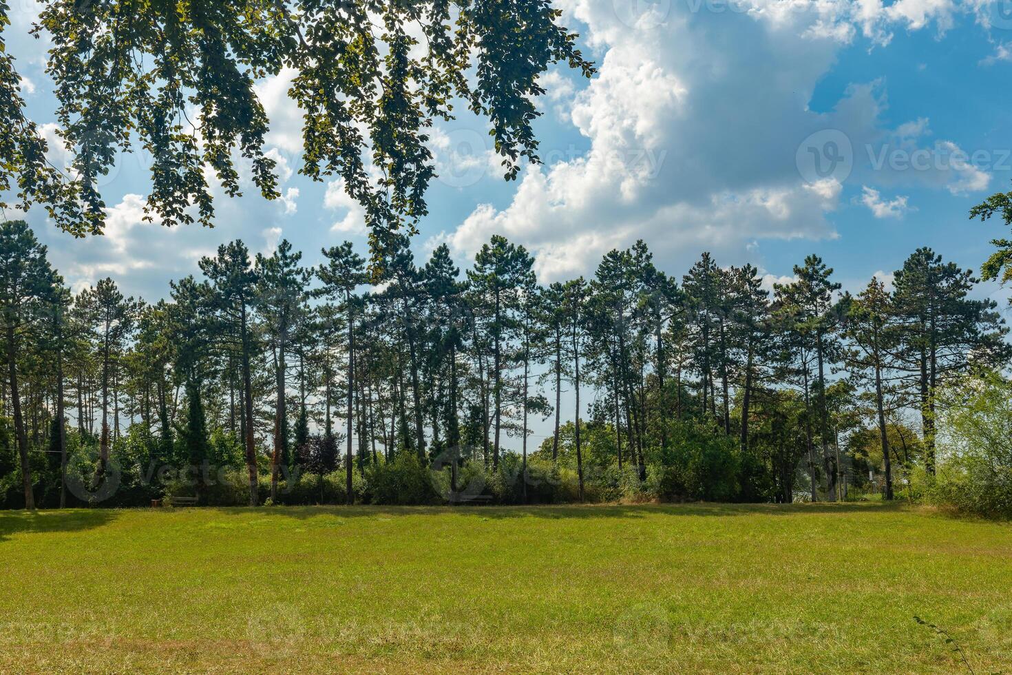 large field of grass with trees in the background photo