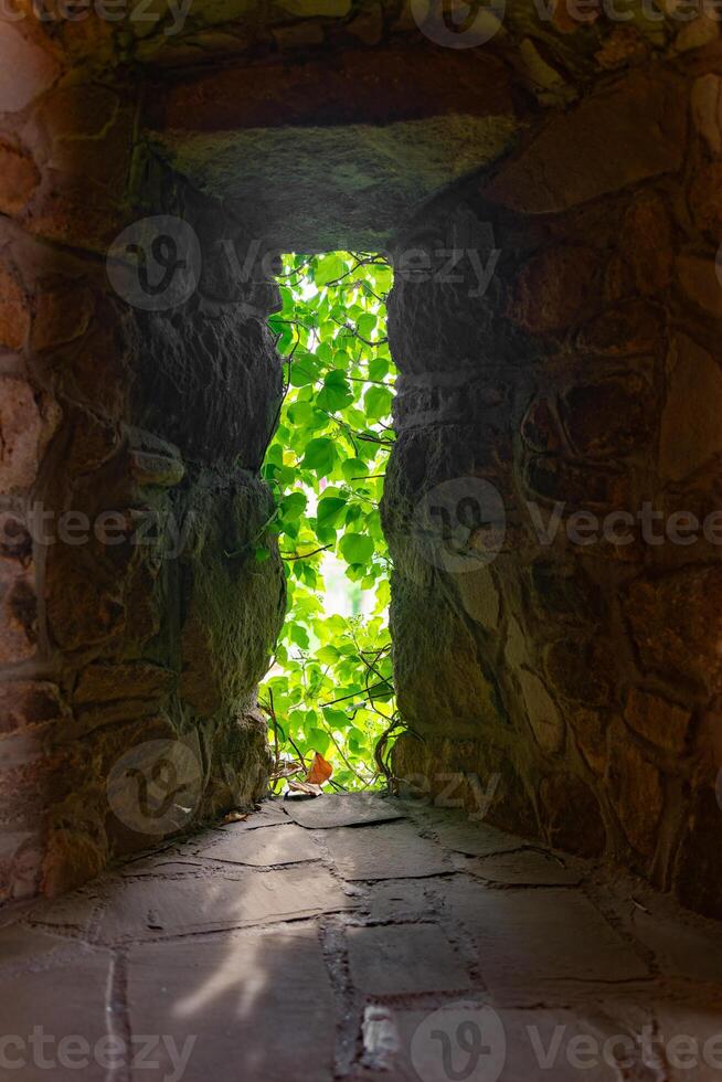 small opening in a stone wall with vines growing out of it photo
