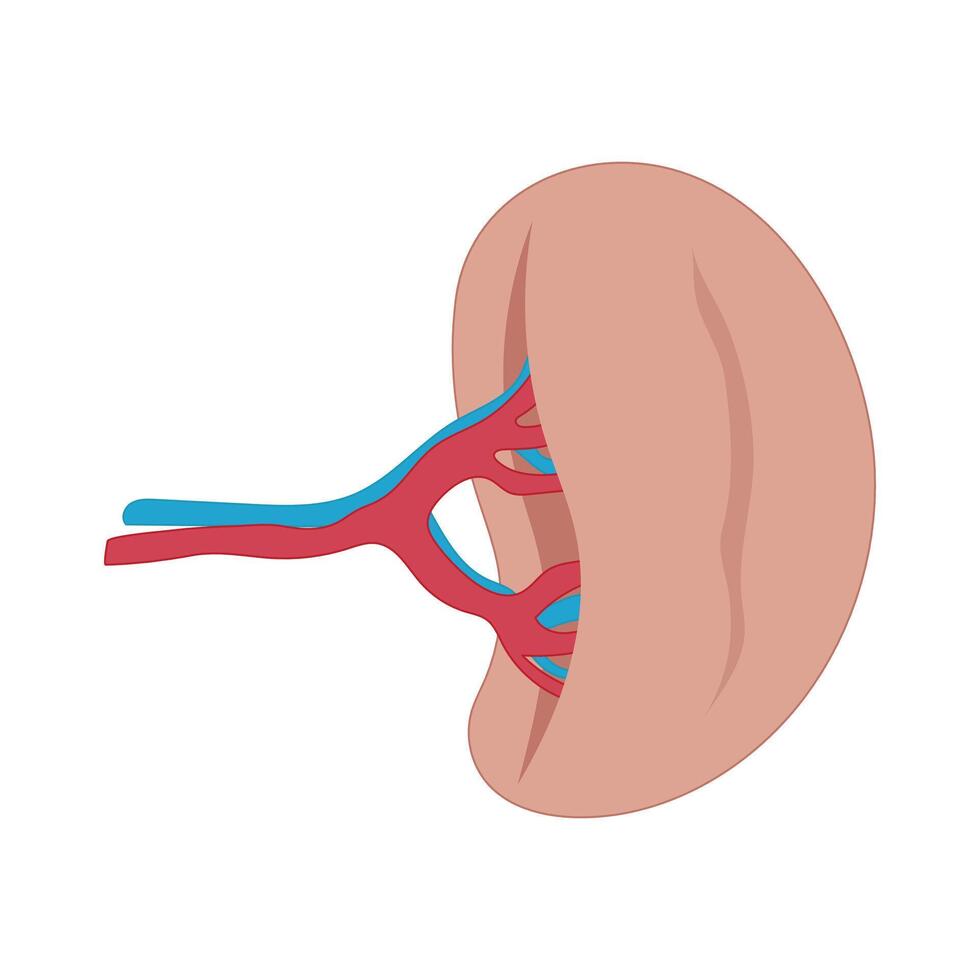 illustration of a human spleen vector