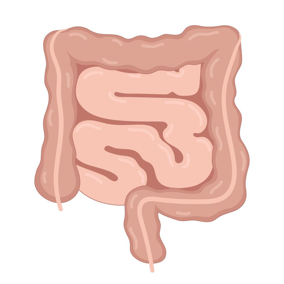 illustration of a human intestine vector