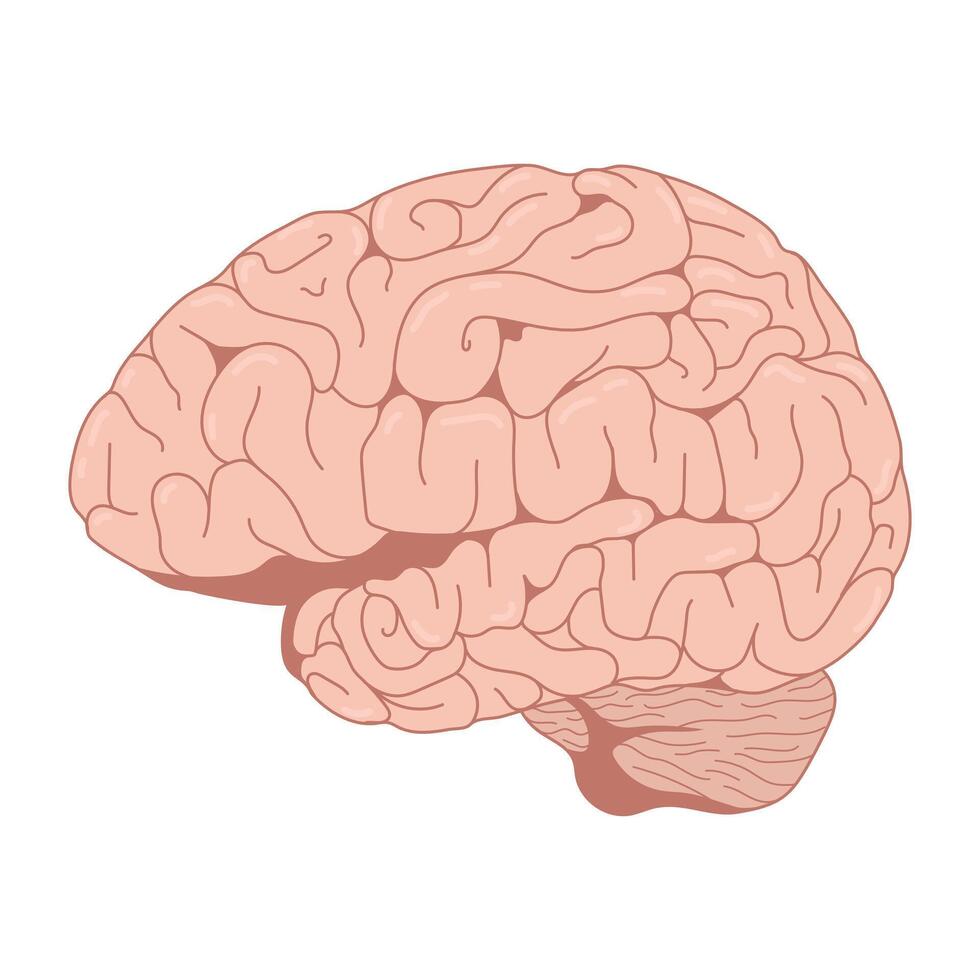 illustration of a human brain vector