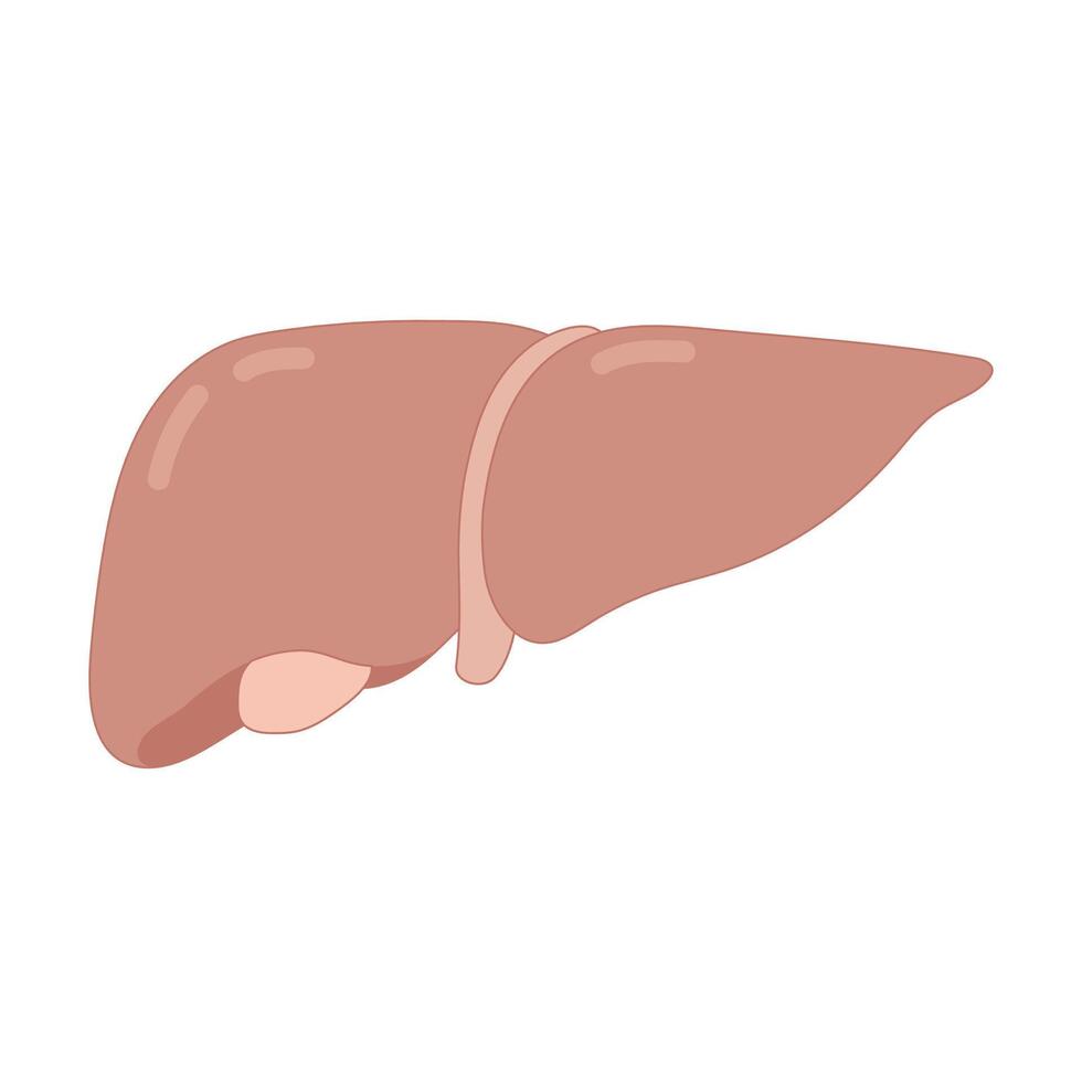 illustration of a human liver vector