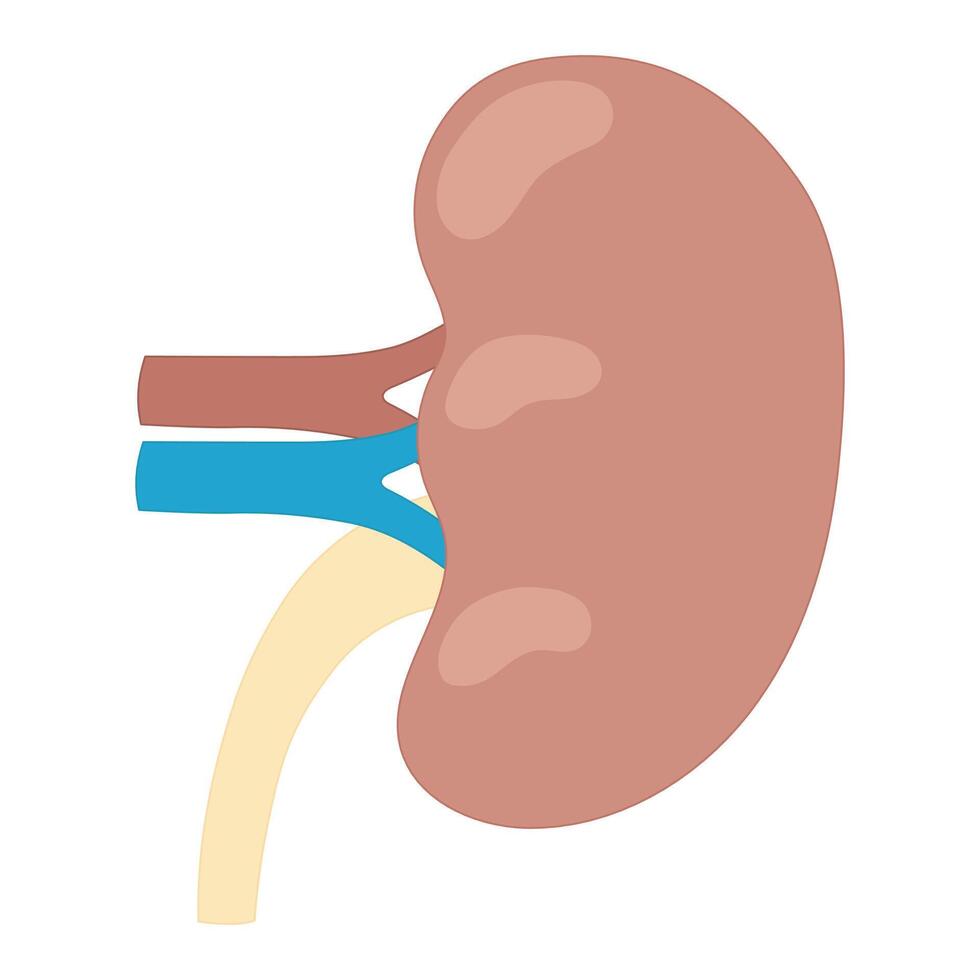 illustration of a human kidney vector