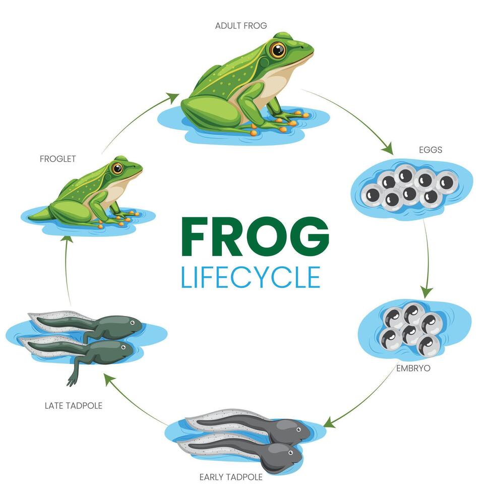 Frog Lifecycle From Egg to Tadpole to Adult Frog vector