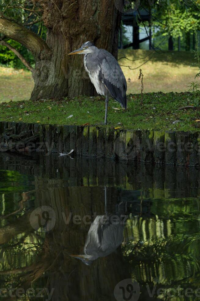 A Grey heron is resting by the pond photo