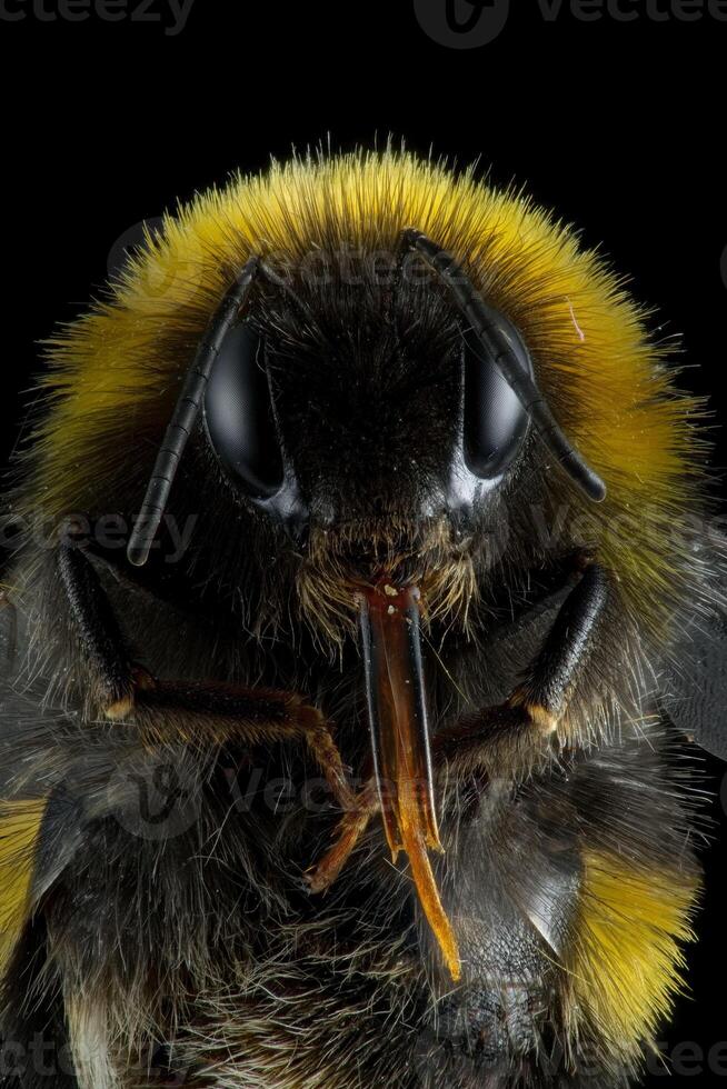 Bumblebee head macro image photo