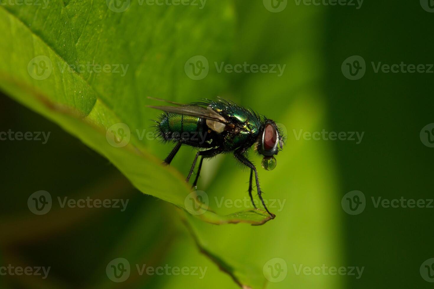 Bubbling behaviour by Common green bottle fly photo