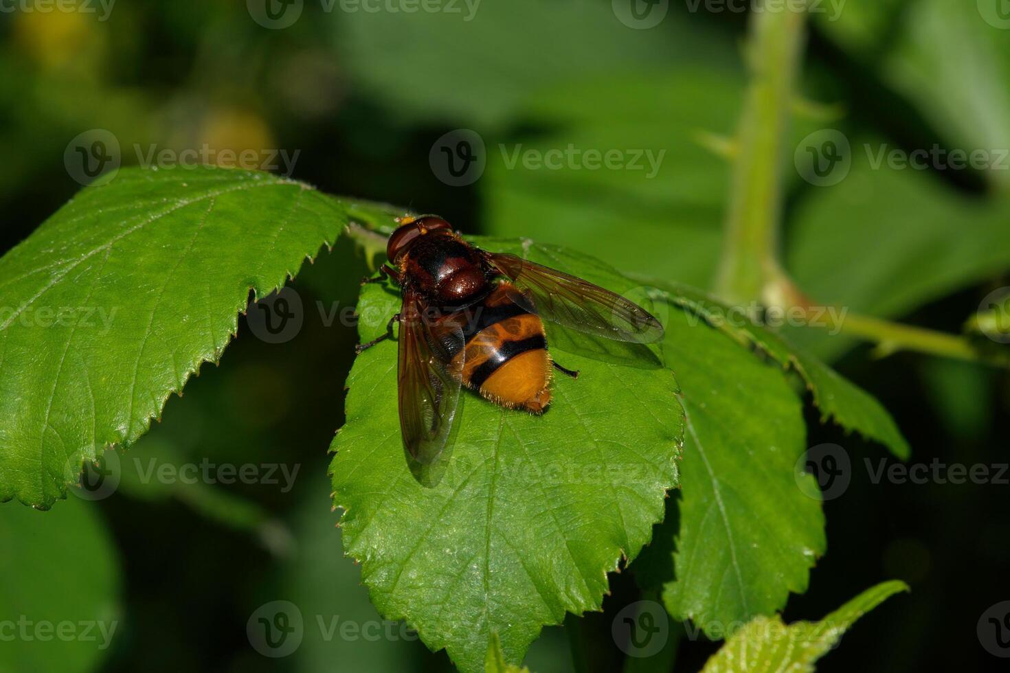 Hornet mimic hoverly photo