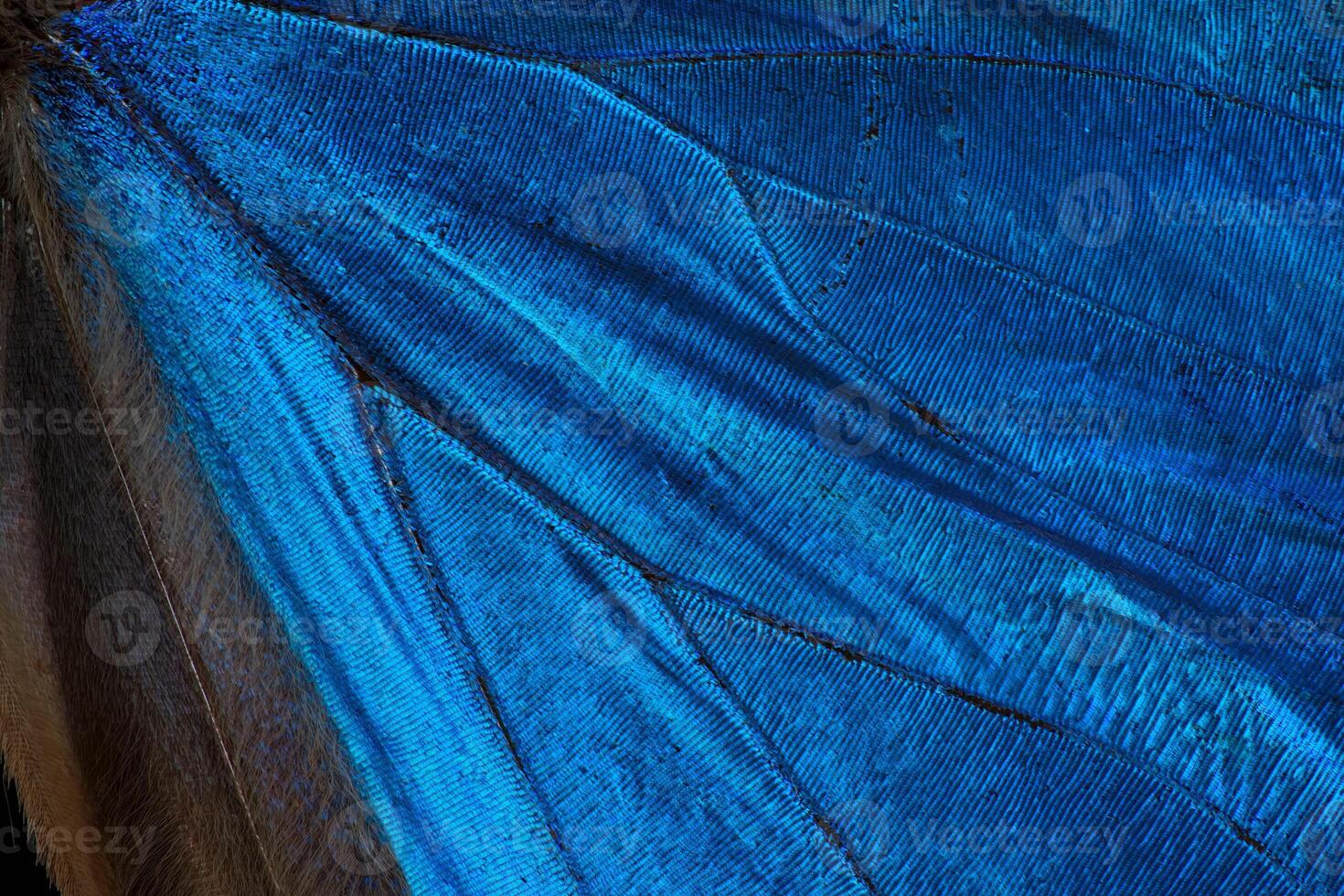 Blue morpho butterfly's wingscale macro photo