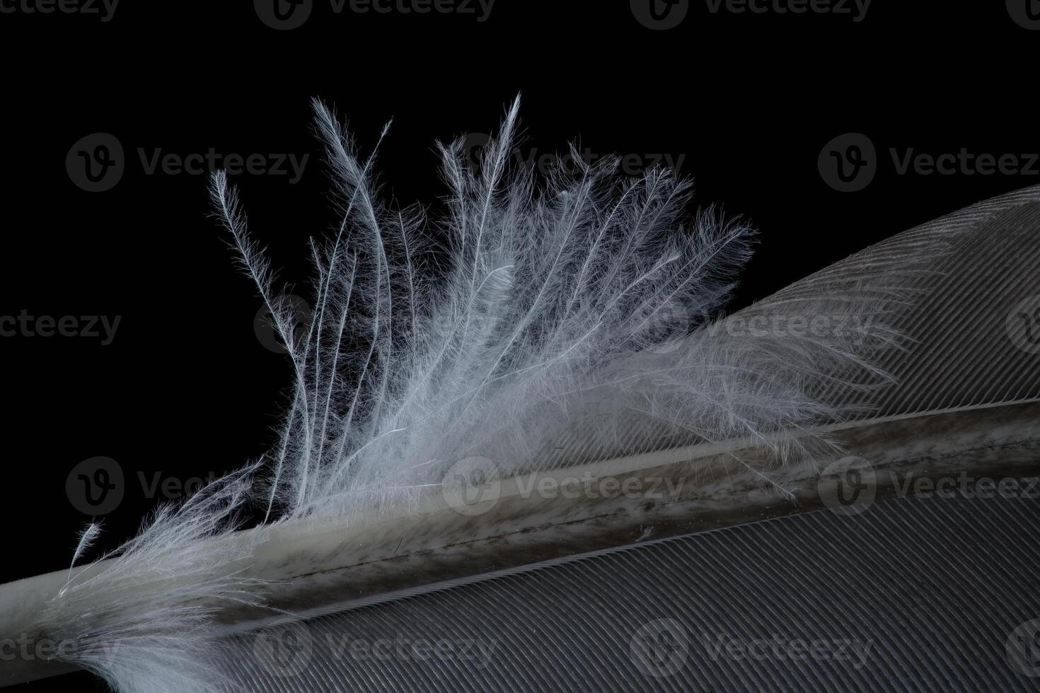 Feather base fluff macro photo