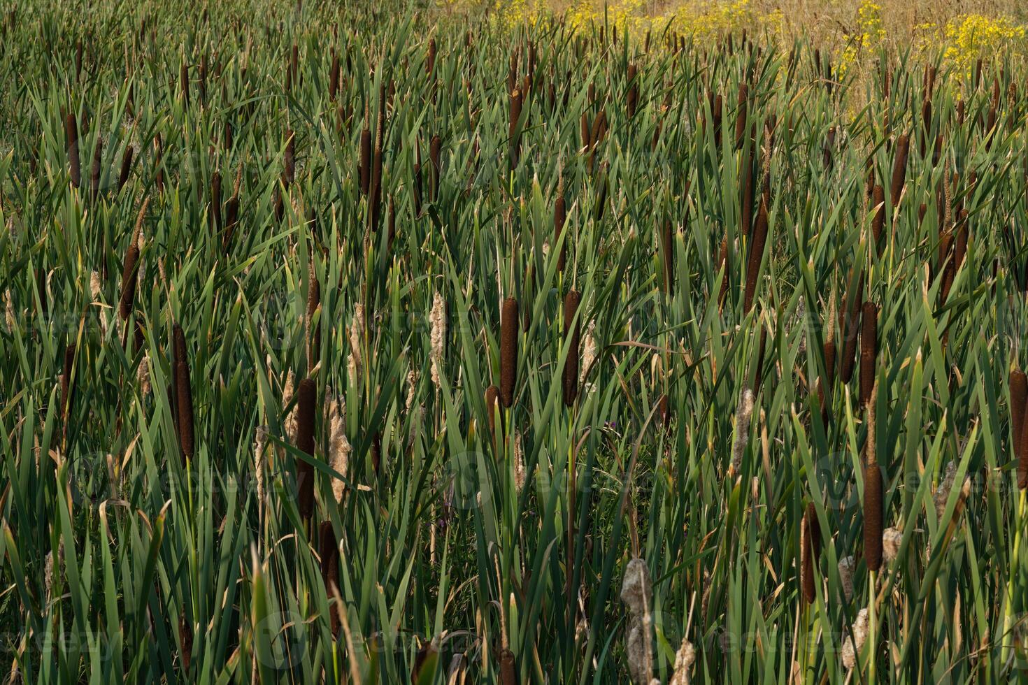 Bulrush field, or Cattail photo
