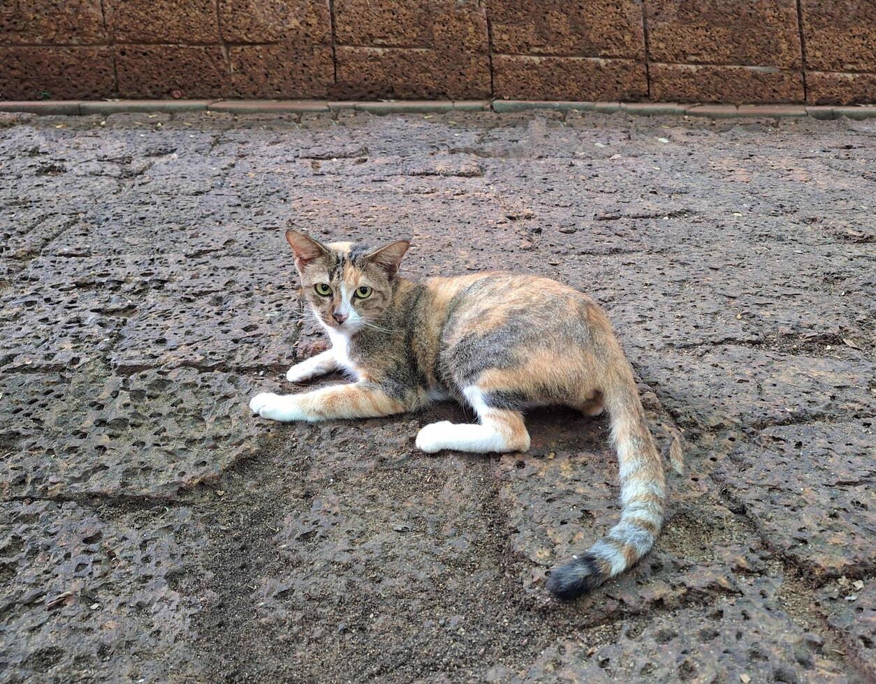 A calico cat is looking while lying on the floor. photo