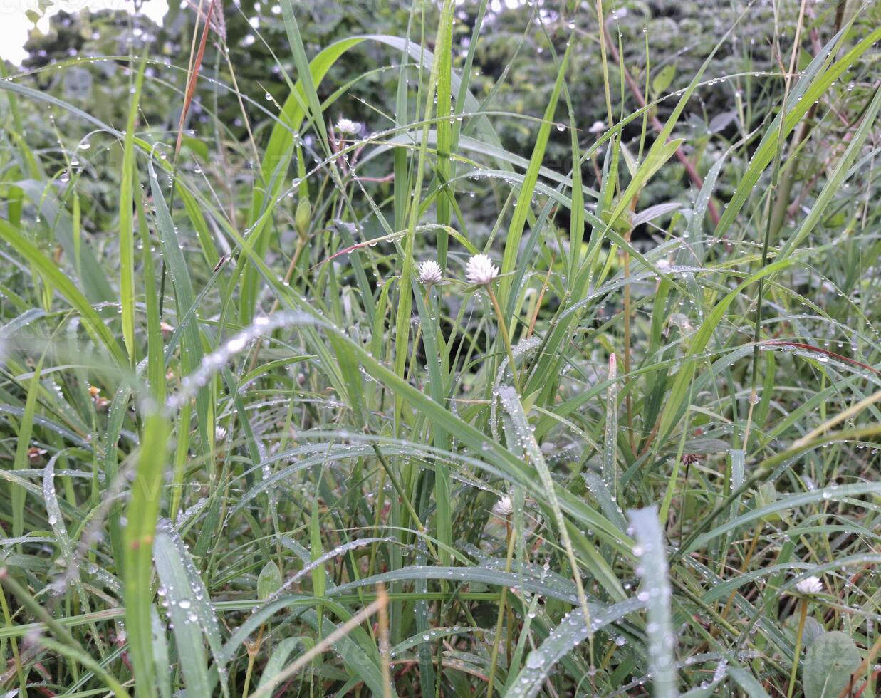 Blurred image of a small white flower in a grassy forest with water drops after rain. photo