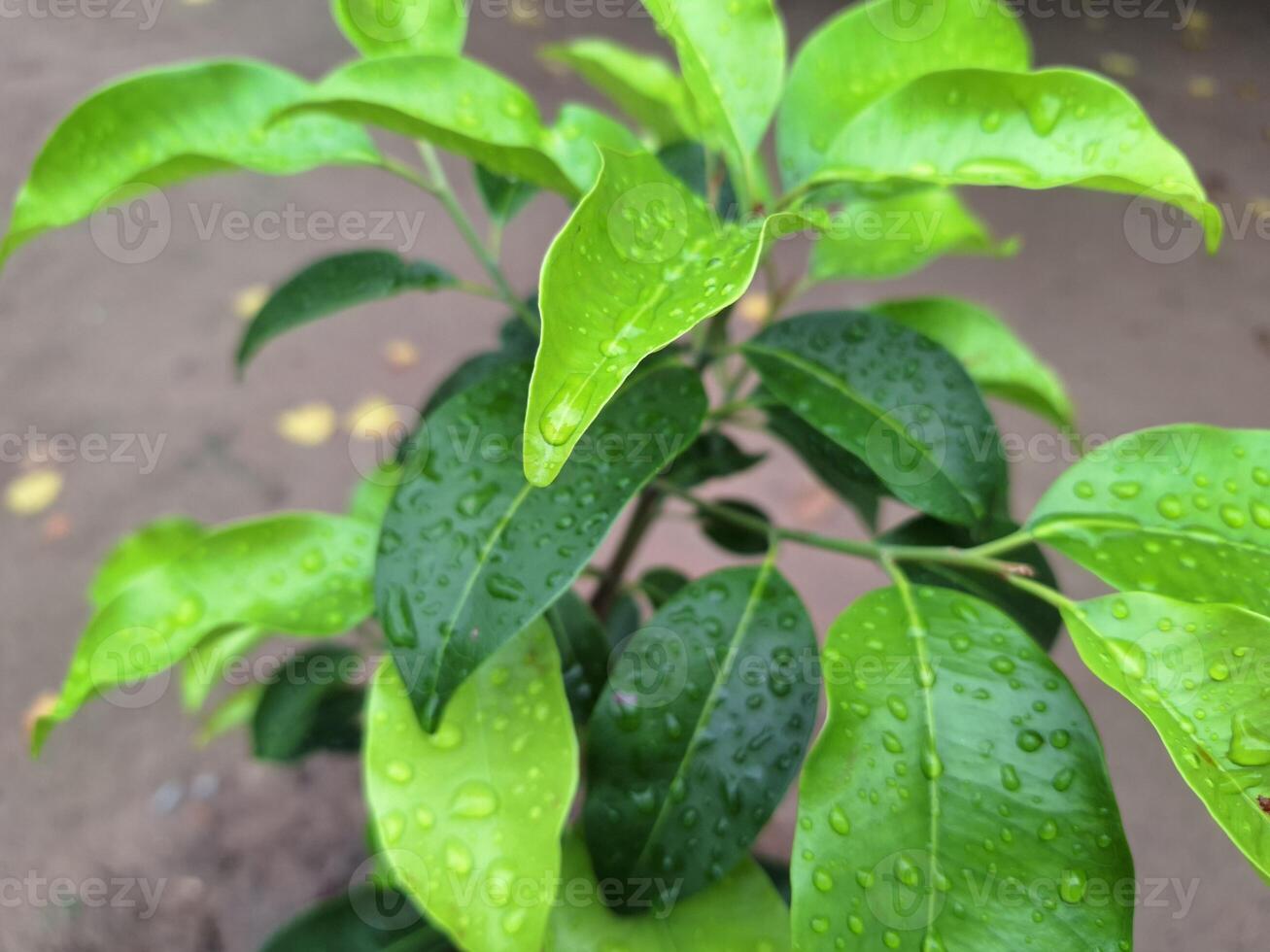 Picture of a growing tree with new shoots after rain with water droplets on the leaves. photo