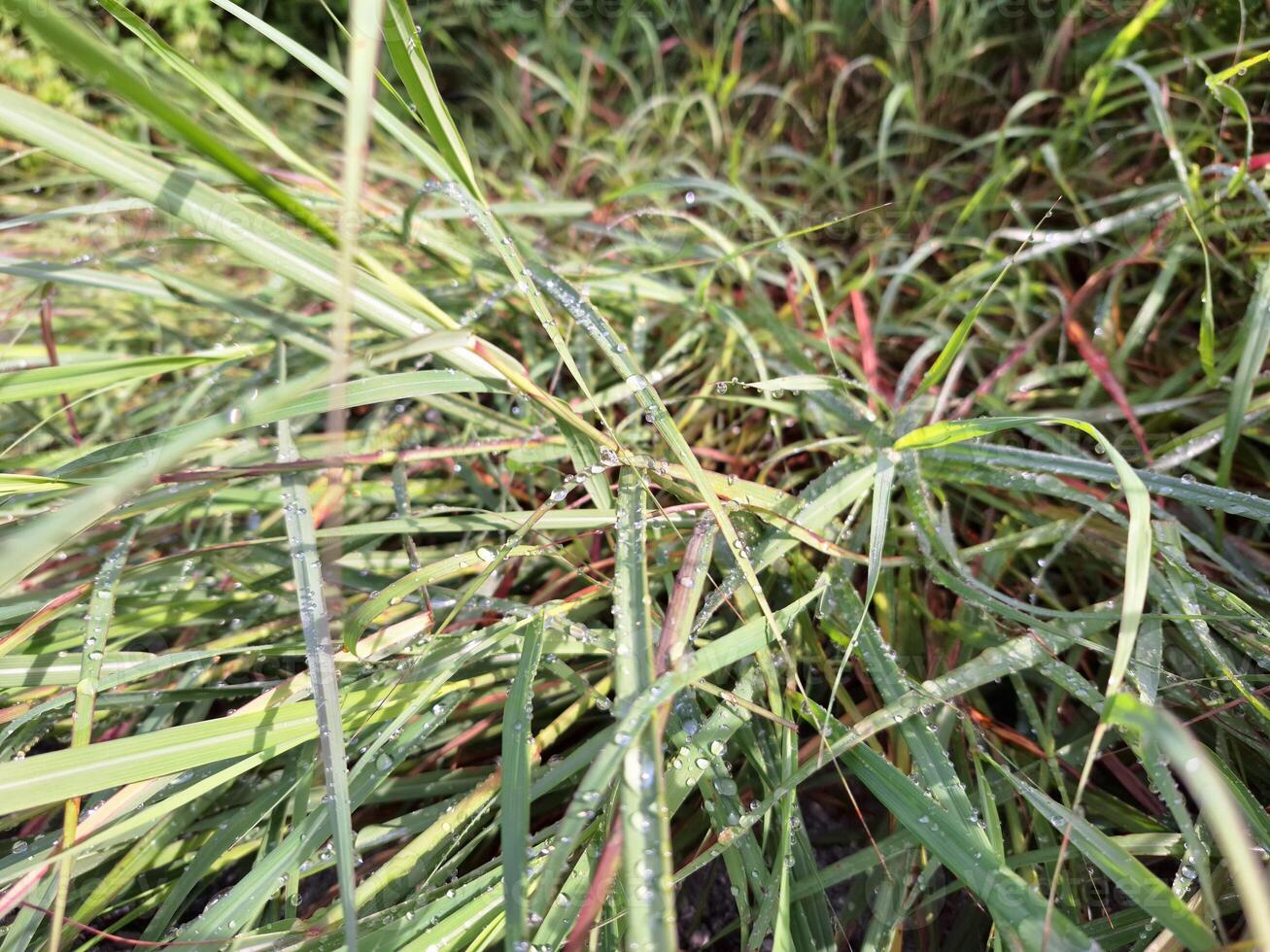 Blurred image of grass after rain with water droplets clinging to the leaves. photo
