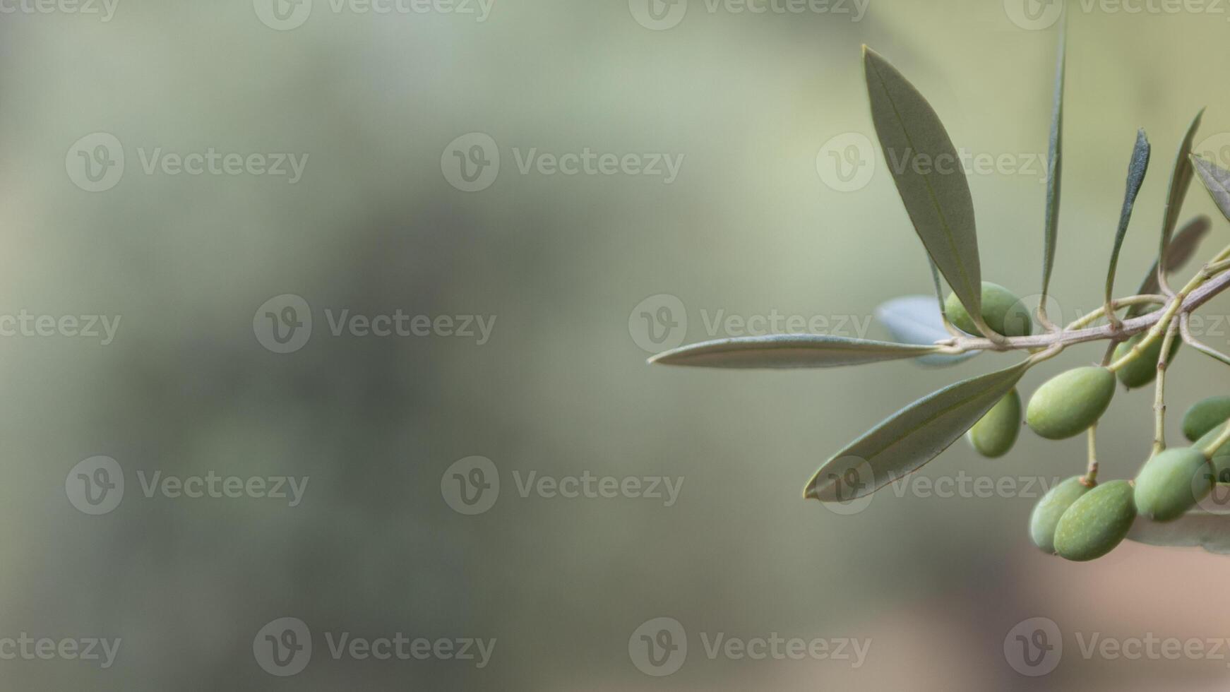 Olive Tree Branch with Green Olives and Copy Space photo